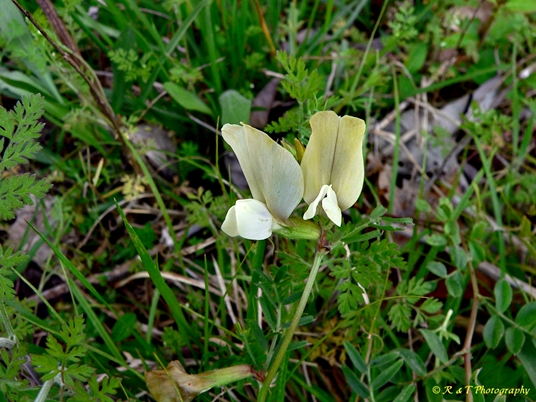 {Vicia grandiflora}